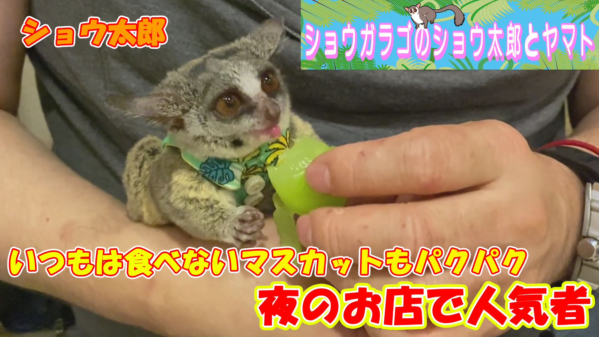 ショウガラゴのショウ太郎とヤマト Syoutaro Galago Twitter