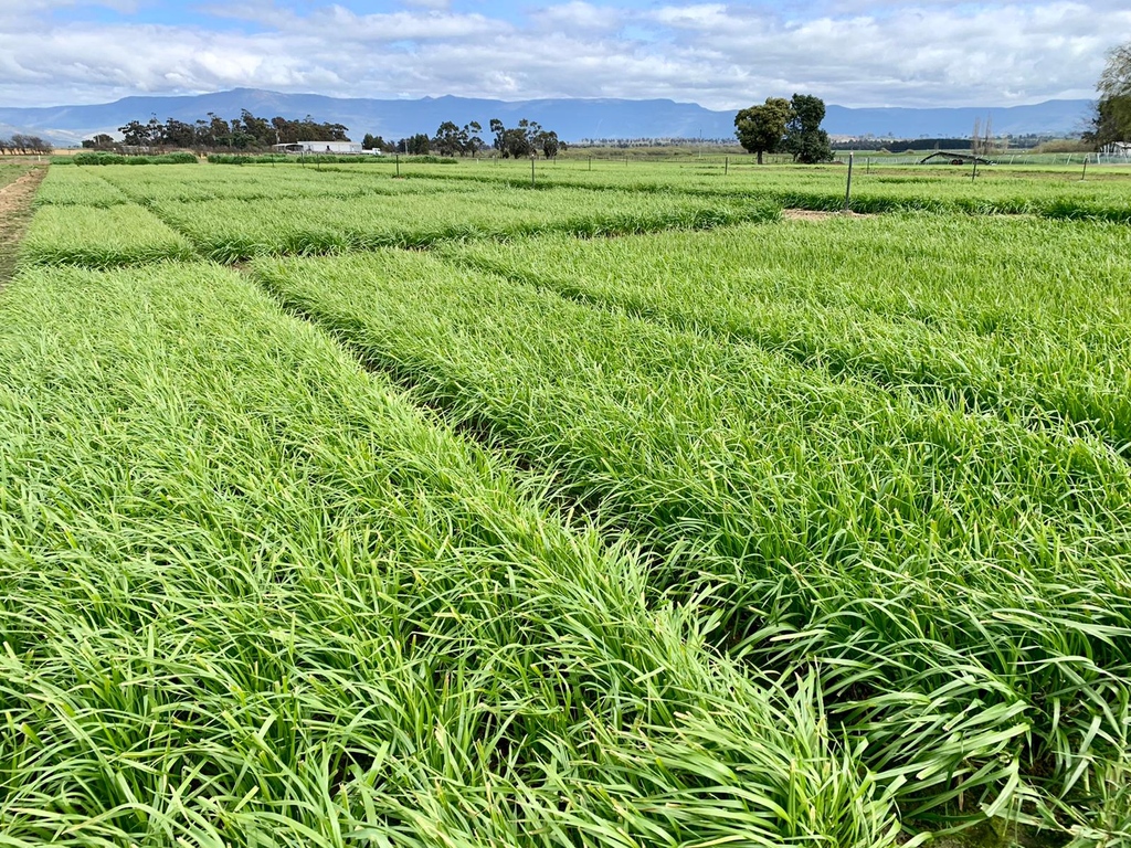 UMSeeds's tweet photo. Sneak peek at our Annual dry matter trials at the UMS Cressy Research Station a couple of weeks back. 👀 

Looking forward to welcoming you all to this year's Cressy Research Station open day on the 22nd of November.

Stay tuned for details! https://t.co/rEbDUOQ8zE