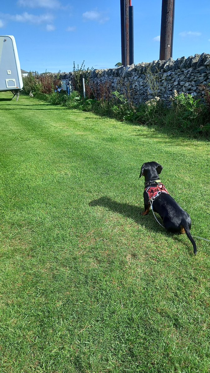 bellaboobooks's tweet photo. @LizTruss_MP My chicken chasing dachshund pup Neville Longbottom https://t.co/5oFKMYMoG0