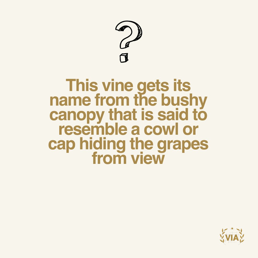 VinitalyTour's tweet photo. Time to refresh your Italian wine knowledge! 🇮🇹 An italian grape rarely found on its own...can you guess which grape it is? 🍇⚠️❗
#VIA #vinitalyacademy #italianwine #vinoitaliano #grapequiz #winequiz #learningwine #wineeducation #learnwine @steviekim222 @VinitalyTasting https://t.co/EYNFsW090P