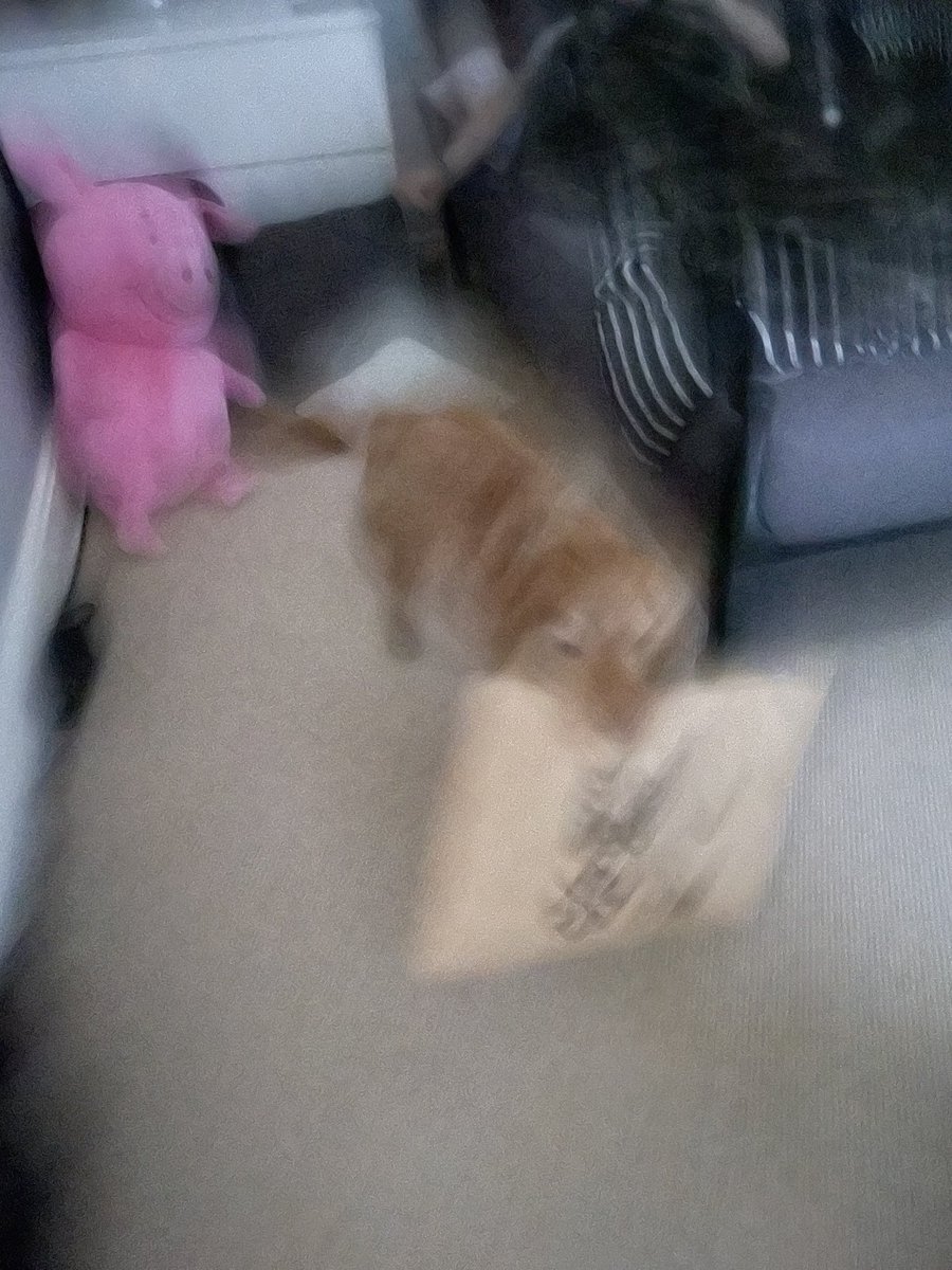 cilla_dog's tweet photo. Postie been…I finished the delivery by taking parcel to ma sista in her room #postdog #delivery #Mondayvibes #dogs #dogsoftwitter #royalmail #DoodleWorld https://t.co/cYGhCzM1aD