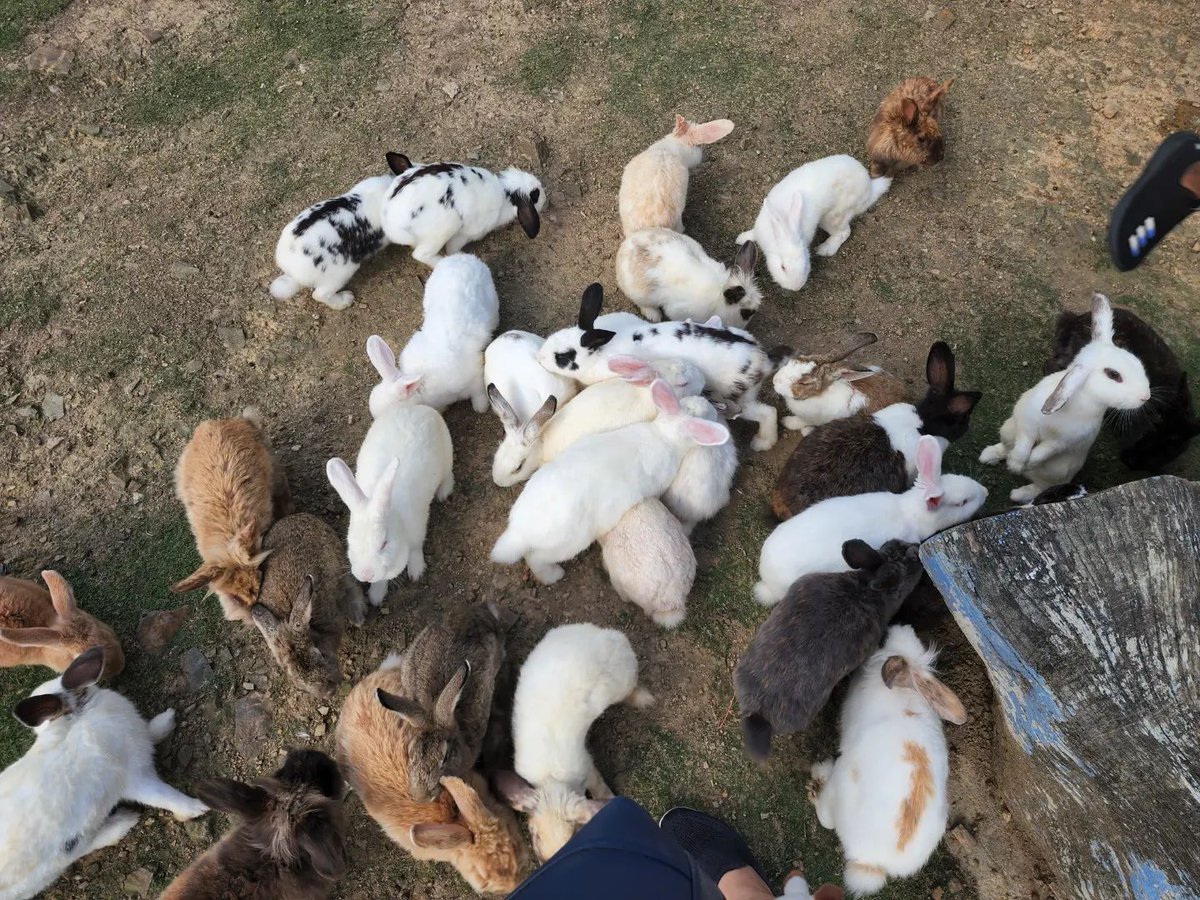 Koogly's tweet photo. Bunnies!!! 🐇🐰

#travel #malaysia #travel #wanferlust #rabbits #bunnies #kundasang #ranau #borneo #malaysia https://t.co/bC50lANvaF