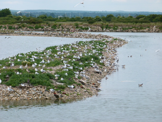 Since 1997 we've awarded £19.5 million through #TheLCF to projects that preserve habitats & species. Biodiversity and Climate Change are our priorities and we're keen to support communities who want to improve their local environment - veoliatrust.org/funding #WorldHabitatDay