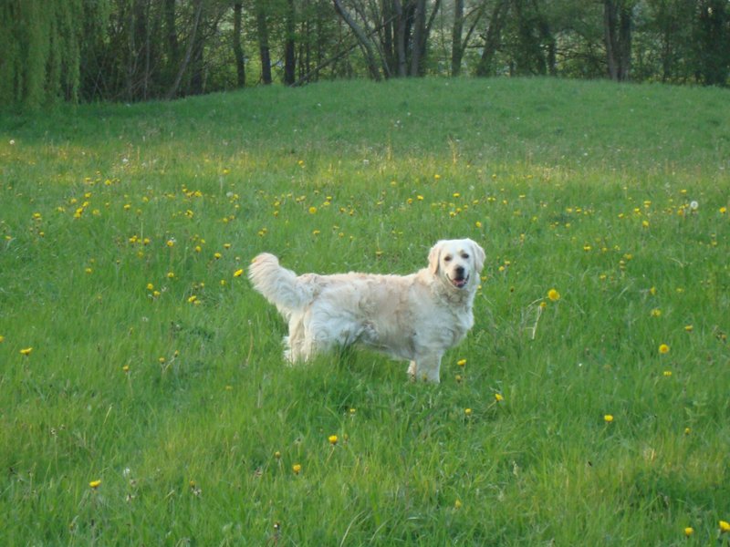 JAlishina's tweet photo. 犬が生きていた頃は毎日散歩にでかけていたけど、今では家にこもって日に八時間以上書きものをしているから眼精疲労がひどいよ。🥺
#ときの移り変わり #生活習慣 https://t.co/aolEmMMZMc
