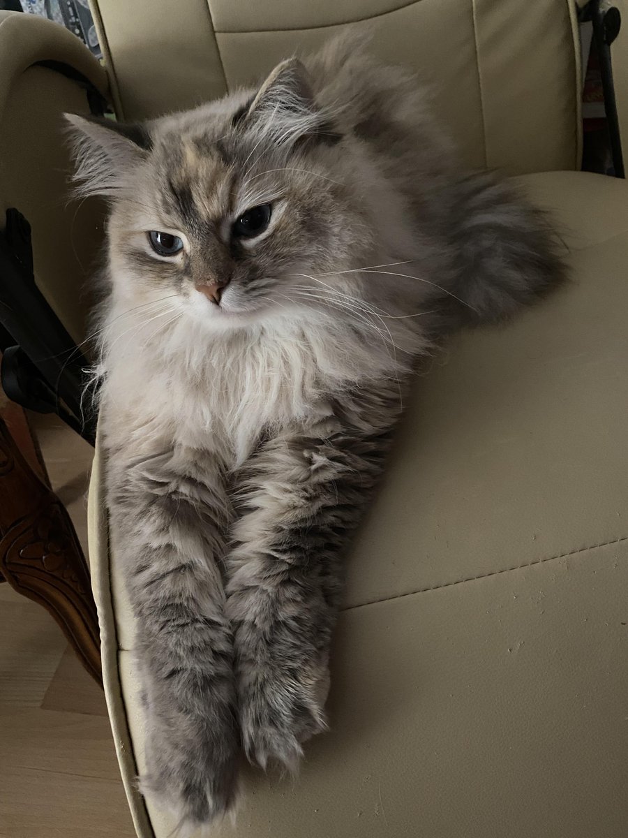 Michael's Cat tweet media