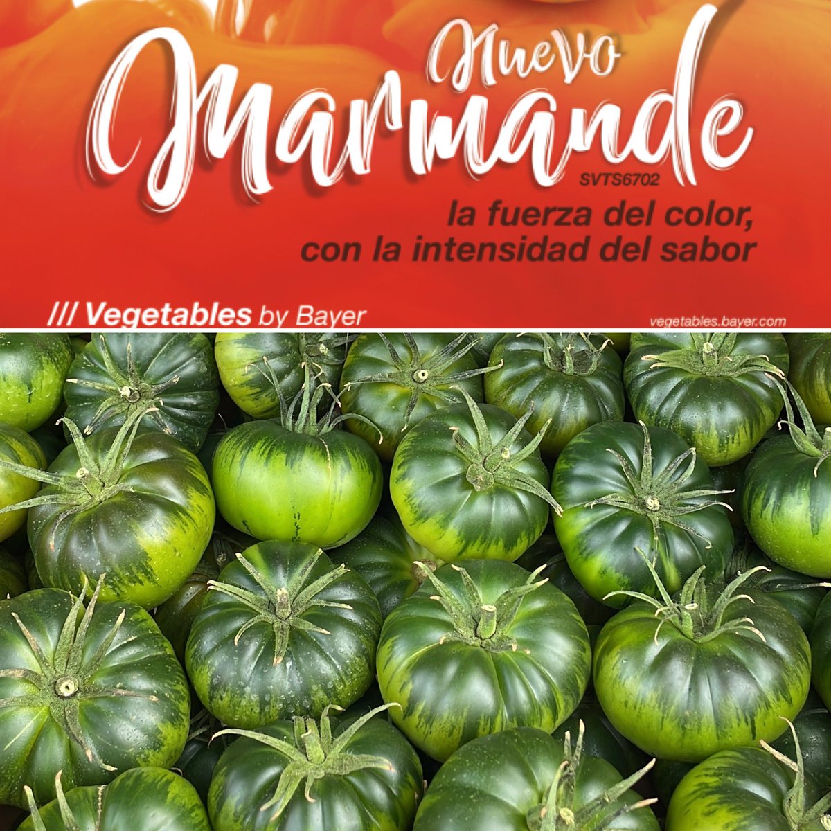 Preparando el SVTS6702 para la <a href="/FruitAttraction/">Fruit Attraction</a> <a href="/SeminisIberia/">Seminis Iberia</a>