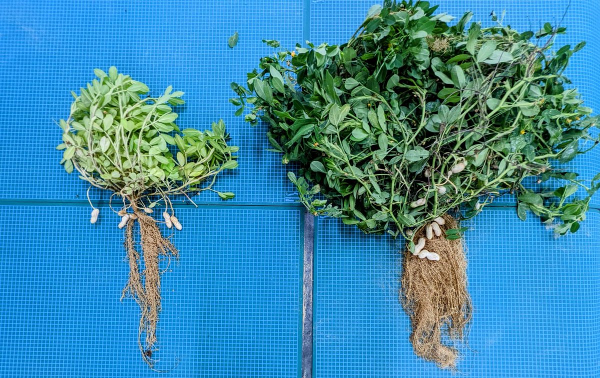 GroundworkBioAg's tweet photo. After an exciting week of PLANETech and @COP27, we are taking a moment to connect with our roots: the roots of our growers around the world. Can you tell which peanut plant was treated with #Rootella? 😉
@dangrotsky
#Letyourgroundwork #mycorrhizalcarbon https://t.co/K5qFeseKWy