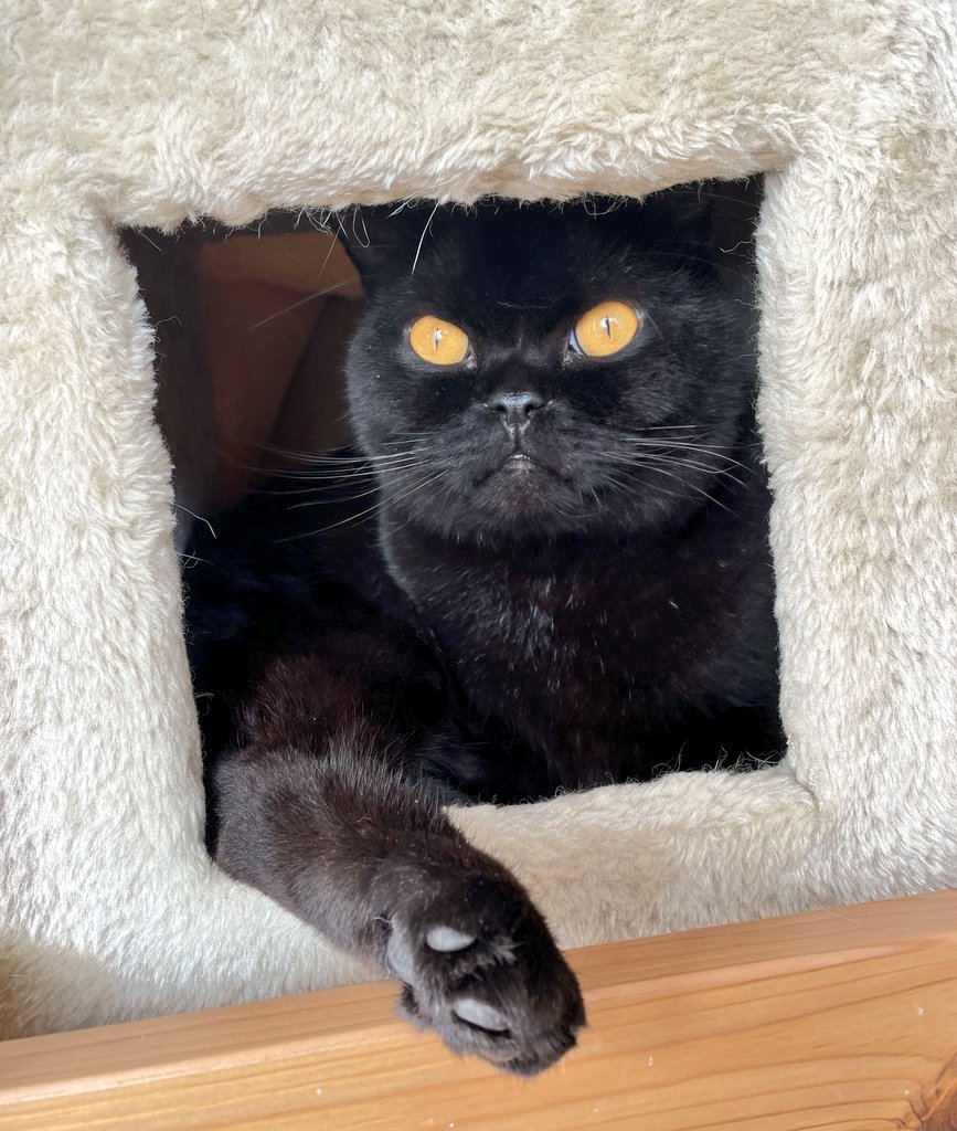 Katze (they/them) on Twitter "Manchmal muss man sich vor der Welt (naja, oder dem Staubsauger