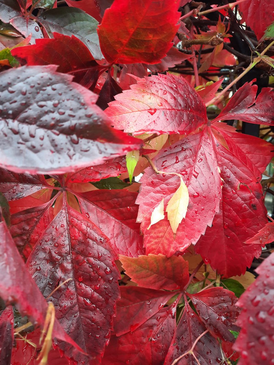 FETCollegeIde's tweet photo. The deep colours are turning and bedding in for our fiery Autumn treescapes. Happy October #colaisteide #fieryautumn #treescapes #happyoctober https://t.co/s5bf338Tds