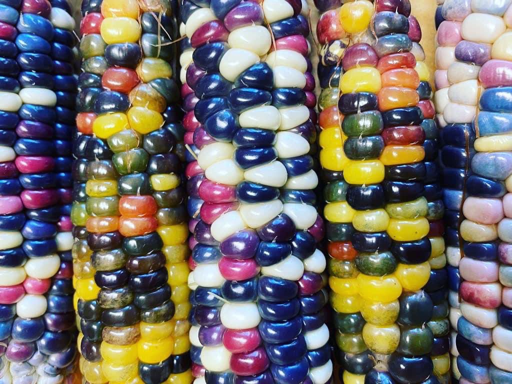 SeanBoscott's tweet photo. For me, I really like corn! #itsgotthejuice @JoeHeath4 ❤️ https://t.co/JBRHUK41xQ