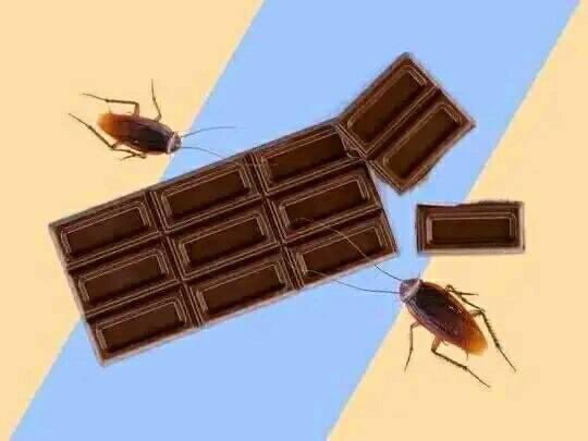 #معلومة 
هل هناك حقًا صراصير في ألواح الشوكولاتة؟الجواب الحقيقي هو نعم.على الرغم من أن هذه ليست فكرة...