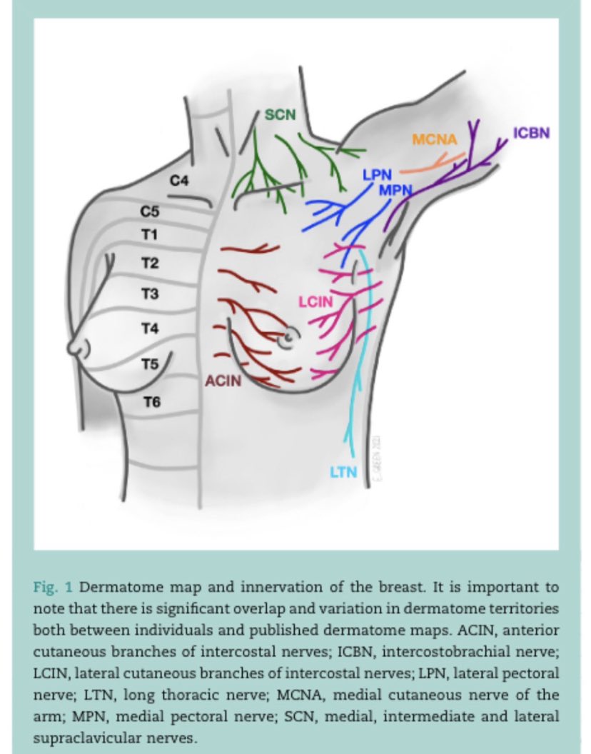 emilyanatomy's tweet photo. Really excited to see this illustration I produced for an article in BJA Education! Please download your free copy of the article from the link 👇🏼 #dermatomes #anatomy #anatomyart https://t.co/FM3wg3mvnP https://t.co/Ottr0PLftO