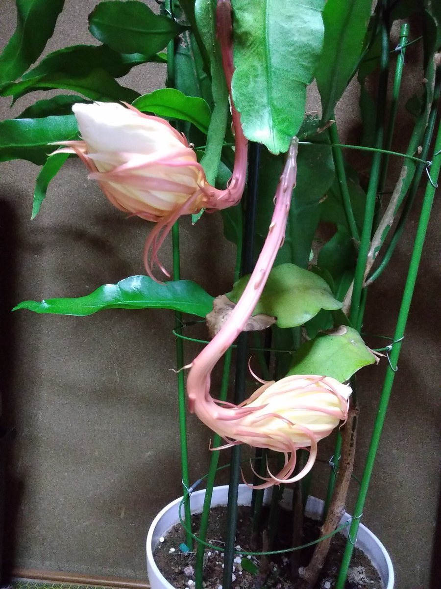 4年ぶりに蕾が付いた 多分今夜咲きますね
#月下美人 