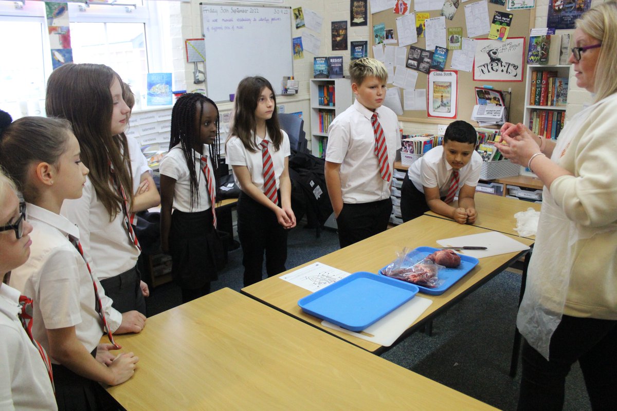 Today in Science we are learning all about how our hearts work ❤️