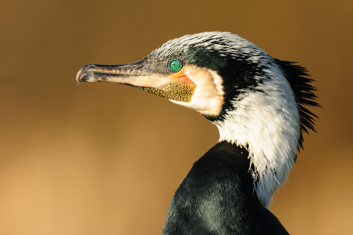 ☠️Dear MEPs, please DO NOT vote for an 'EU Cormorant Management Plan' that will regulate Cormorant population tomorrow ☠️

Here are 5️⃣ reasons why we call you to SUPPORT amendment 7 to save Cormorants in Europe ⬇️
birdlife.org/news/2022/09/0…
#EPplenary #saveseabirds