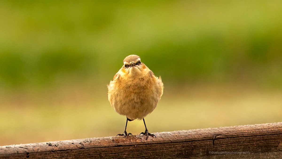 greenroofsuk's tweet photo. A new wheatear turned up over night #whitefields mount - been good autumn for this species on #blackheath #londonbirds @indoorcatte https://t.co/rUMr7f9C2e