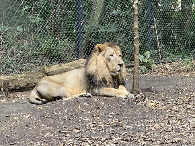 ズーラシアでフレンズ達に出会う。 