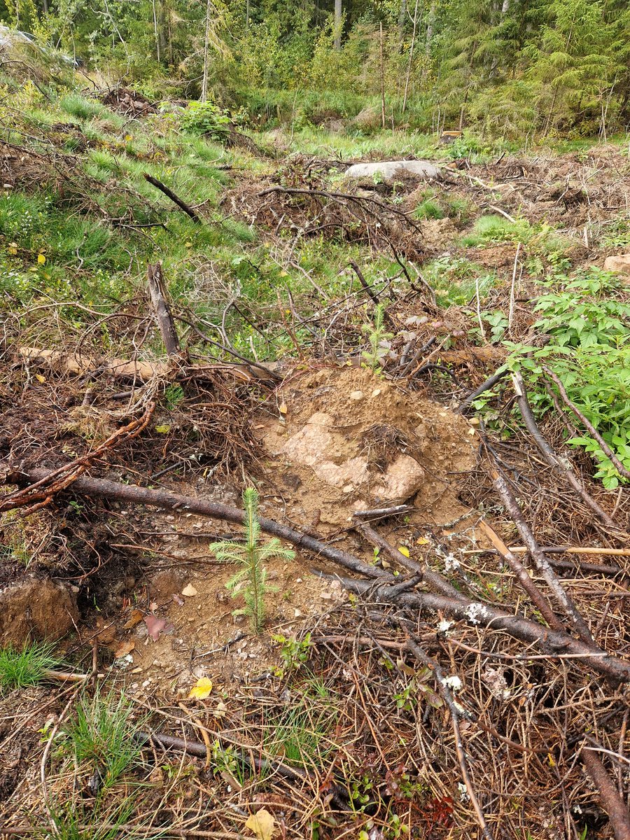 PietaAnt's tweet photo. Taitaa perinteeksi jo muodostua että istutamme taimet Juhannuksen jälkeen, tänäkin vuonna reilusti heinäkuun puolella. Hienosti vaan lähtevät kasvamaan. Hyvä kääntömätäs johon laittaa ja kostea juuripaakku taimella niin ei ongelmia. Kuvassa 1 v. keskipaakku kuusia n. 2,5kk maassa https://t.co/HzWJ7L5cpA
