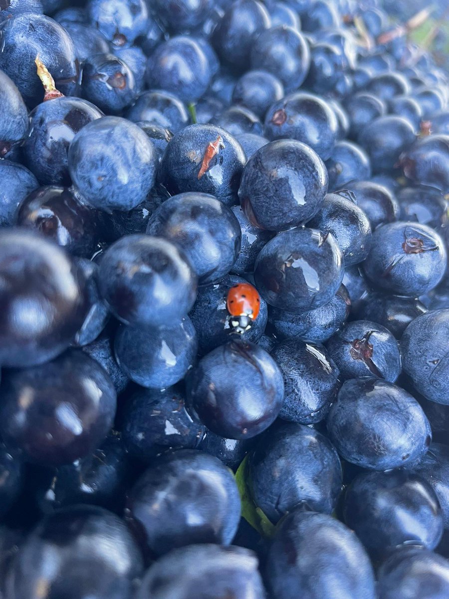 LornanoChianti's tweet photo. Harvest is over! Even if it was a very hot season we’re happy about the results!
#lornano #lornanochianticlassico #chianticlassico #sangiovese #harvest2022 #vendemmia #chianti #winedestination #winelover #redwine #grapes https://t.co/vM2gnTNcEp
