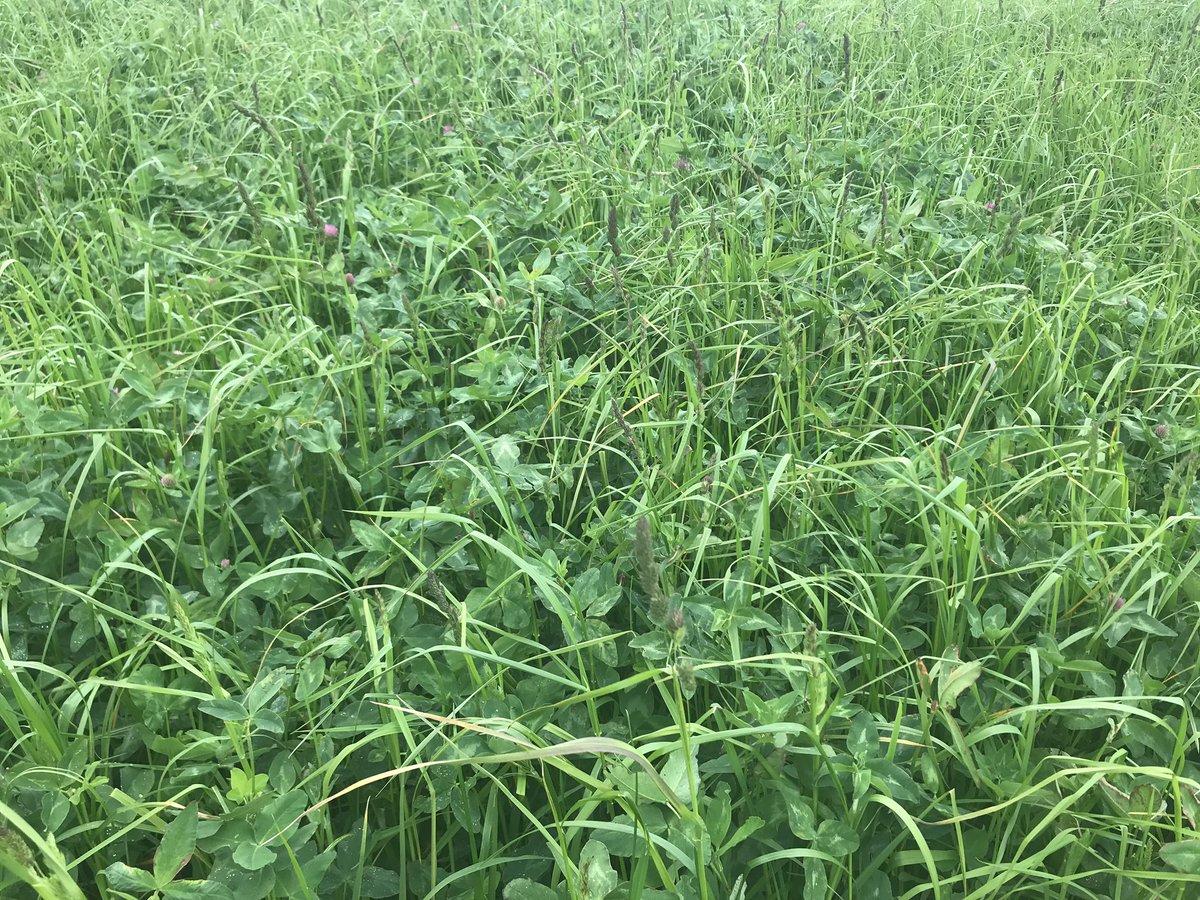ibers_PROSOIL's tweet photo. Mae PROSOILplus yn cymharu aredig â drilio uniongyrchol er mwyn asesu a fuasai’r dulliau hyn yn cynhyrchu’r un faint, ond gyda llai o golledion carbon. Cofrestrwch i dderbyn y newyddlen a chadw’n hysbys am y prosiect https://t.co/yqaouQWM2f #iechydpridd #cynaliadwyedd https://t.co/sZuS1b4SFO