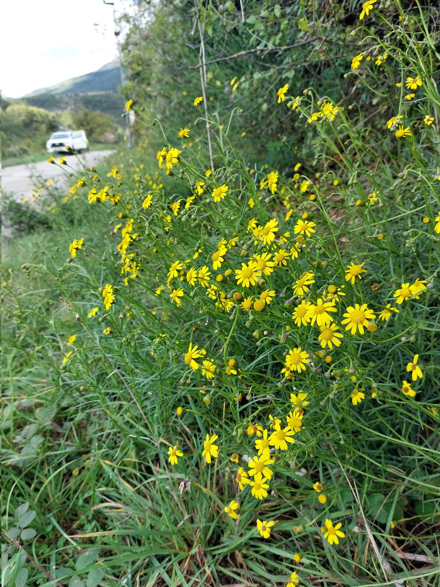 LuciaSantoianni's tweet photo. Autumn survey for alien plant species 🏔🌱 @MIREN_mountains
... and finding dataloggers 🌡⛈️

@MarcoVarr #parconazionaledellamaiella 
#parconazionaledelgransassoemontidellalaga https://t.co/dgRh3hHmdA