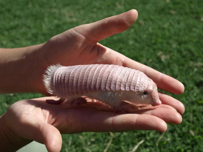 yeah sorry I continue to be sleepy so today's makeup little dude is the pink fairy armadillo 