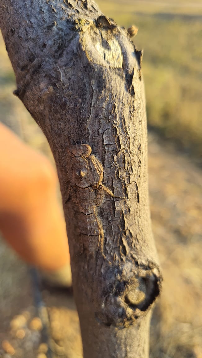 SilverStreetCap's tweet photo. Spotted this praying mantis out in the field in Zimba - incredible camouflage! #biodiversity #silverlands #zambia https://t.co/gJoa2dmjgg
