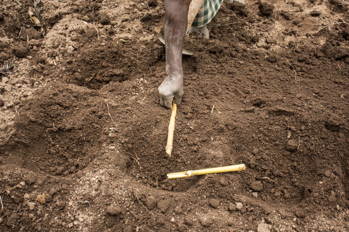 oneacrefundRW's tweet photo. A modern farmer doesn't just sow seeds into the ground... A modern farmer sows in rows, with correct spacing between the seeds for optimal crop growth. TUBURA provides farmers with planting guides that help farmers apply correct spacing, among other things.  #RwOT https://t.co/bvntR3rNrb