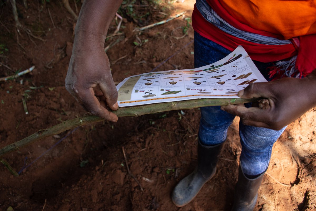 oneacrefundRW's tweet photo. A modern farmer doesn't just sow seeds into the ground... A modern farmer sows in rows, with correct spacing between the seeds for optimal crop growth. TUBURA provides farmers with planting guides that help farmers apply correct spacing, among other things.  #RwOT https://t.co/bvntR3rNrb