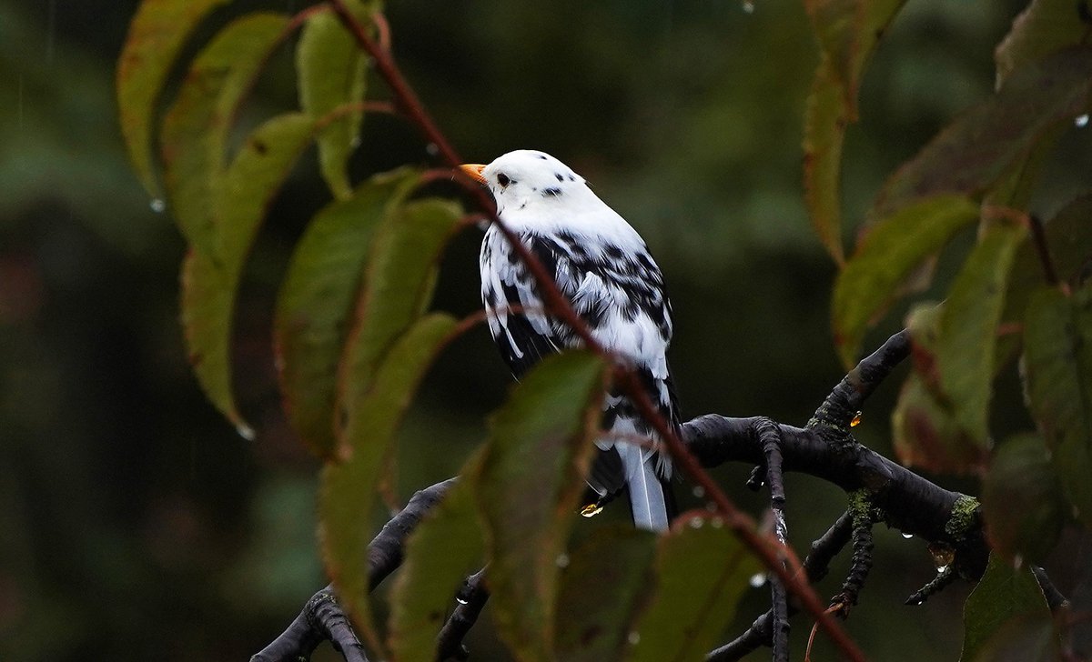 Nur_mal_so1's tweet photo. Es ist erst das zweite Mal, dass ich hier in meinem Umfeld eine Amsel mit #Leuzismus fotografieren konnte. Beide Male sind es männl. Amseln.
Linkes Bild von Gestern und rechts aus Dezember 2019.
#AmselSucht
#birding #Nature #NaturePhotography https://t.co/z72QBPFvAa