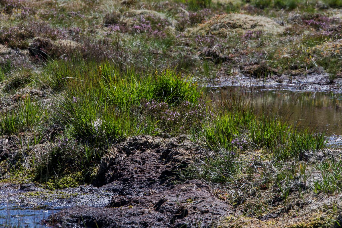 In response to the Biodiversity Deep Dive we are tripling peatland restoration &amp; promising more action on nature recovery

<a href="/JulieJamesMS/">Julie James MS</a> is calling for a team Wales effort to drive a decade of decisive action to put the breaks on biodiversity decline👇

gov.wales/biodiversity-d…
