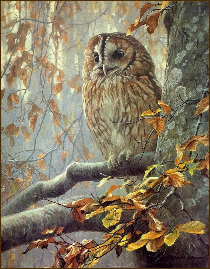 GreyXyla's tweet photo. When you see an owl, it is a message from the spirit world. Owls represent wisdom, inner knowledge, and a reminder to search inside yourself for answers, you may realize certain truths that were hidden from you before. #OwlishMonday 🦉 https://t.co/eVKgo5jckF