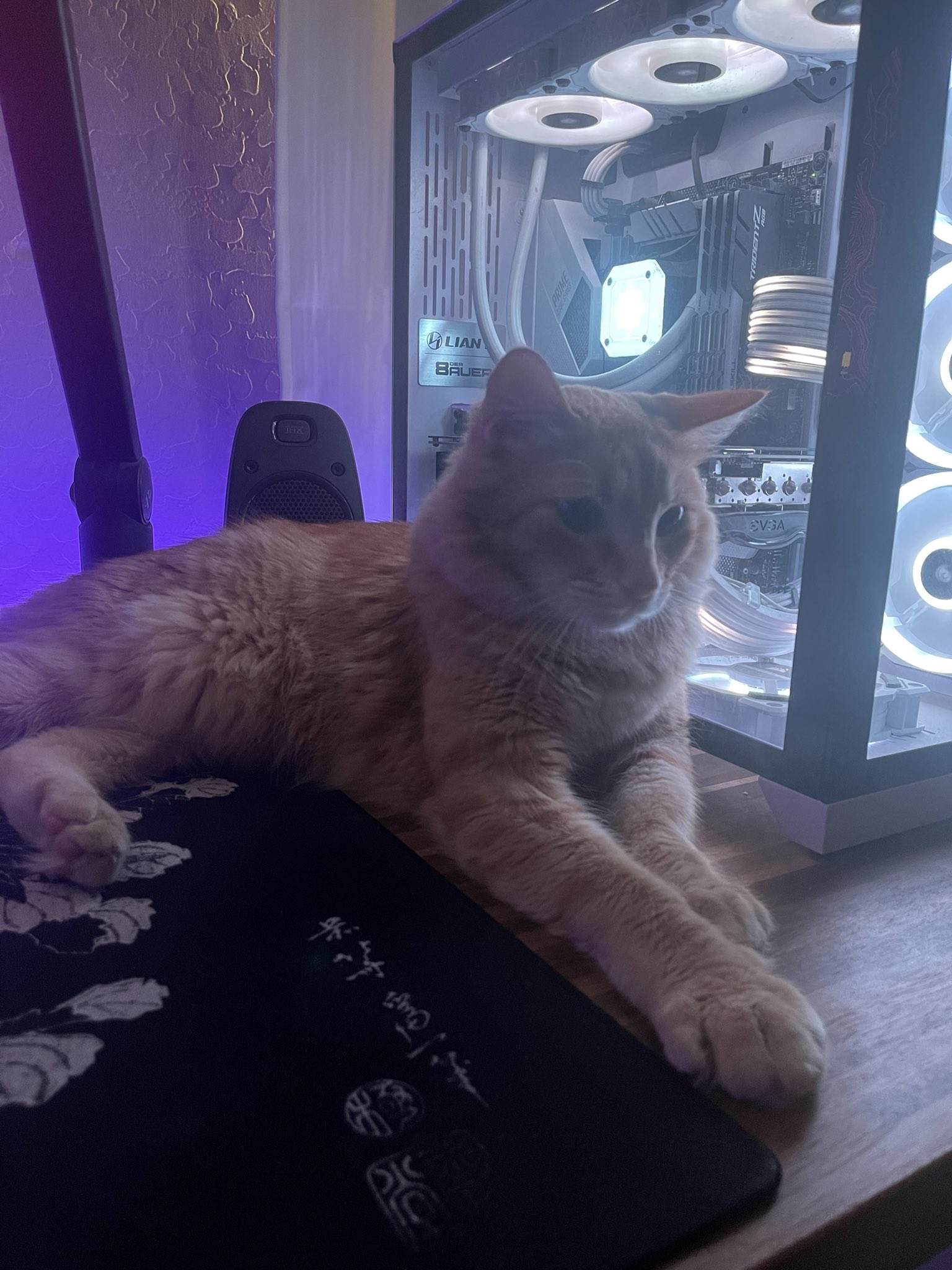 Grat on Twitter "xQc look at my cat https//t.co/nOITrhEW2o" / Twitter