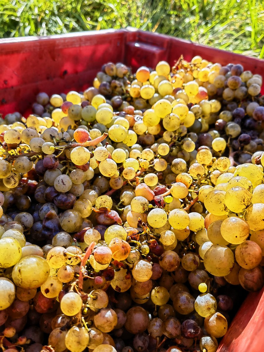 #Furmint harvest part 1 on Saturday. Small selection of ripe, beautiful fruit. The rest gets to enjoy the sunshine for a while more.....
#Roka
#Kog