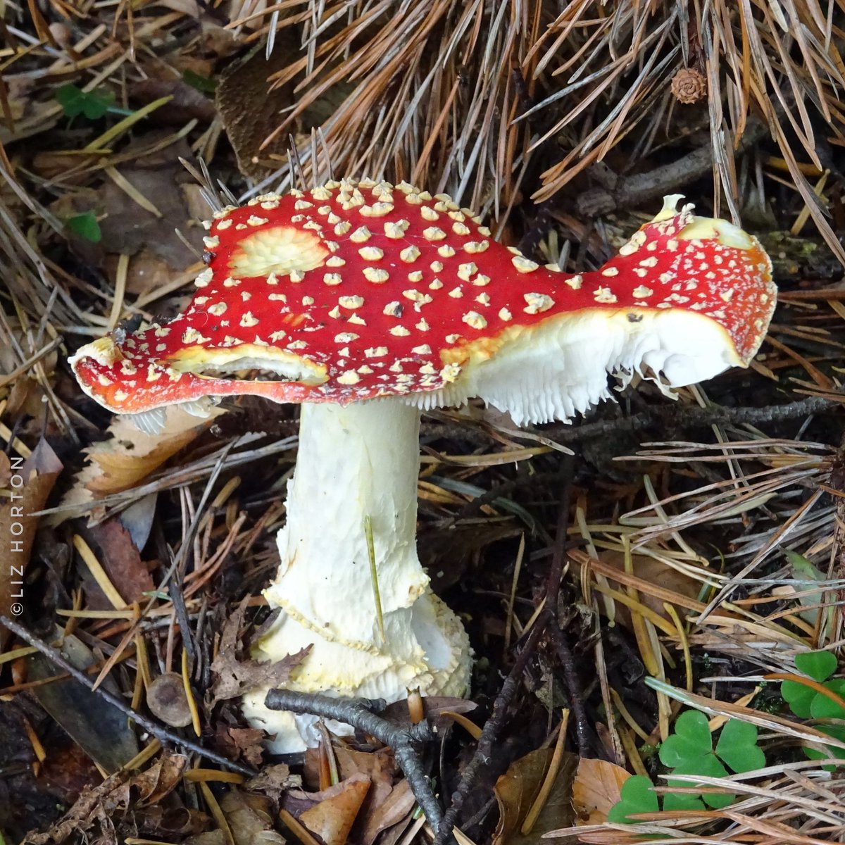 niaga_hijau's tweet photo. ππ 'Tis the season of the #fungi..
Another colourful Fly Ageric/Amanita muscaria. Something has been nibbling on this Fairy House. Roof repairs required..π I like the imperfections though. Quite aesthetically appealing!
#nature #autumn #flyageric
#naturelovers #photography..π https://t.co/pKMcCDNNkL