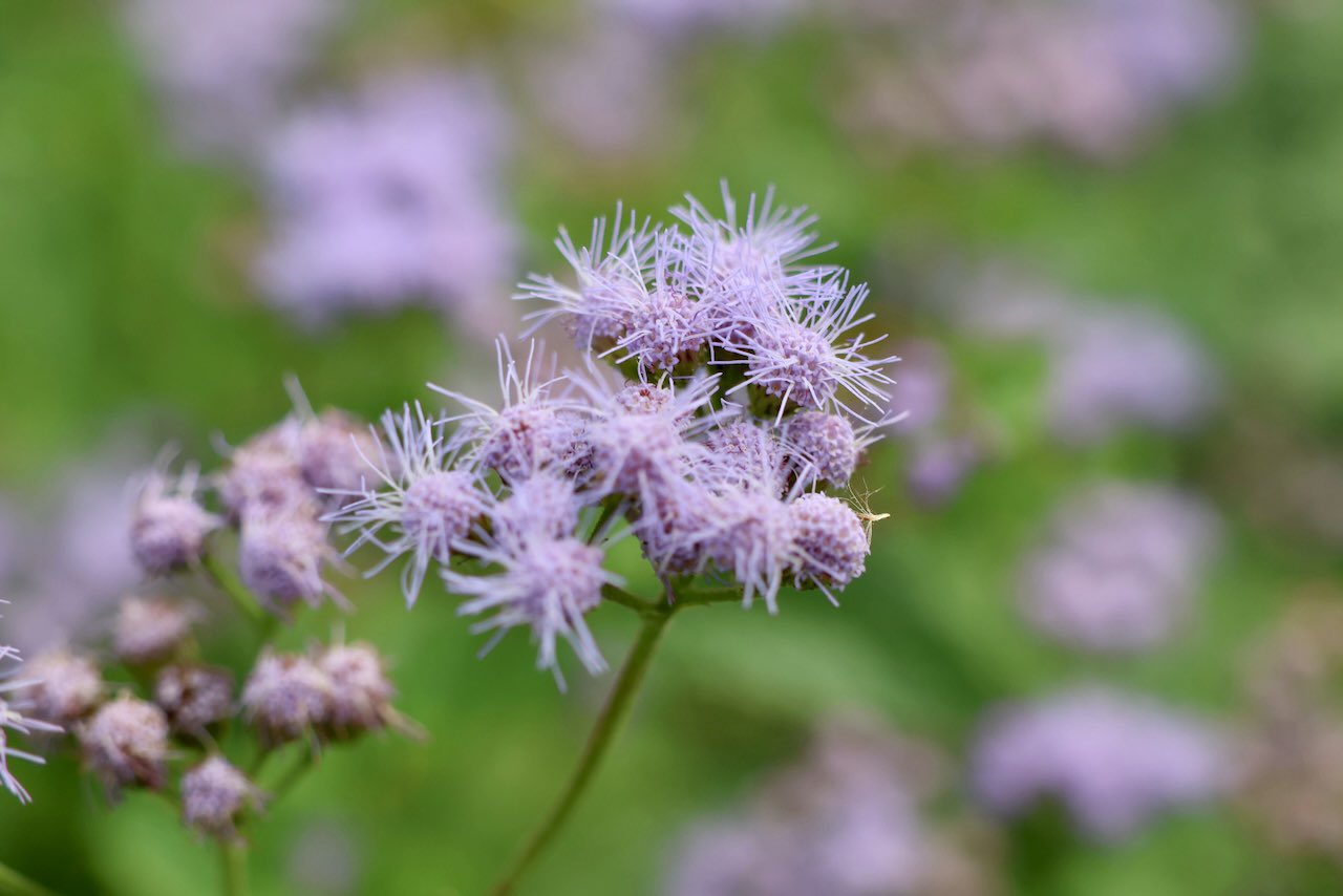 ユーパトリウム Twitter Search Twitter