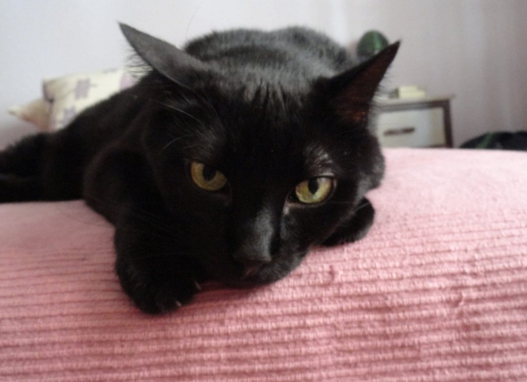 gracidepablo's tweet photo. #40de52 #animalesdecompañia @mongeleon Mi ares siempre conmigo https://t.co/0qQpqNSHnC