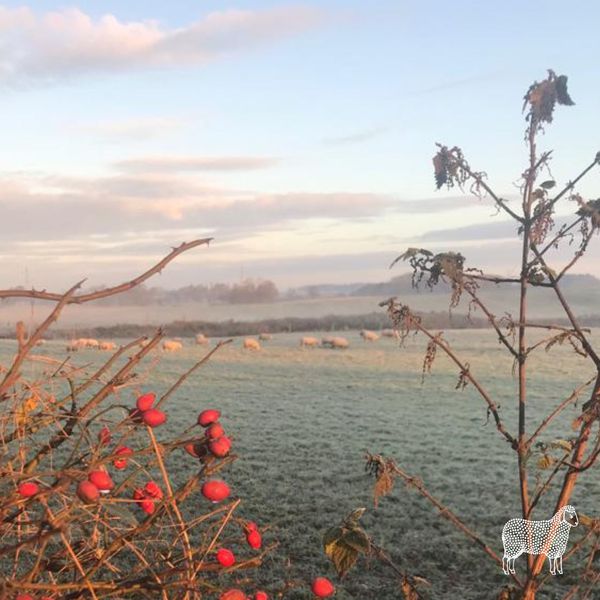 Today is the start of Wool Week in the UK. Carrying on from the success of extending Wool Week to a month for the last two years, this year we will be celebrating all things wool from the 3rd to the 31st of October.

@campaignforwool
#campaignforwool #woolweek