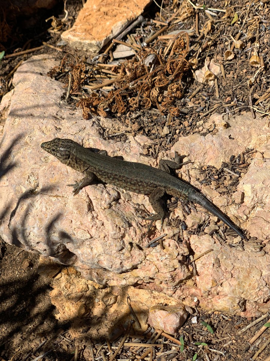 farmerswifelive's tweet image. Starting our workshop with the fun day 🥳🎉 

#workshop2022 #funday2022 #team #farmerswifeteam #mallorca #mallorcaisland #sadragonera #salamandras