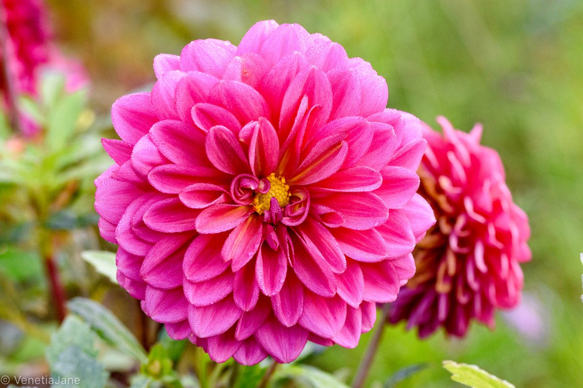 The Dahlia is one of the birth #flowers for those born in October. These stunning flowers, which come in such a variety of forms and colours, are said to be a symbol of dignity and elegance. In folk magic they are used to enhance 'spiritual evolution'. #MondayMotivation #folklore