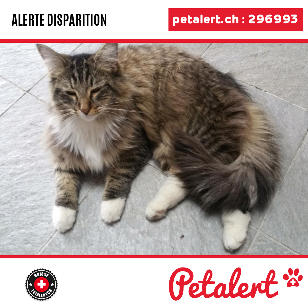 petalert_suisse's tweet photo. Disparu #Chat #Valais #Heremence #Petalert  #PetAlertVS / https://t.co/v8u2EHBTdi https://t.co/BsqqqpZBQX