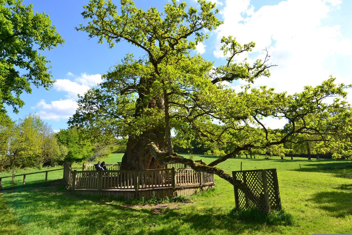lookforplace's tweet photo. #Guillotine #Oak #Old #Tree #Concoret #Tréhorenteuc #France https://t.co/x3EhgvUDs1