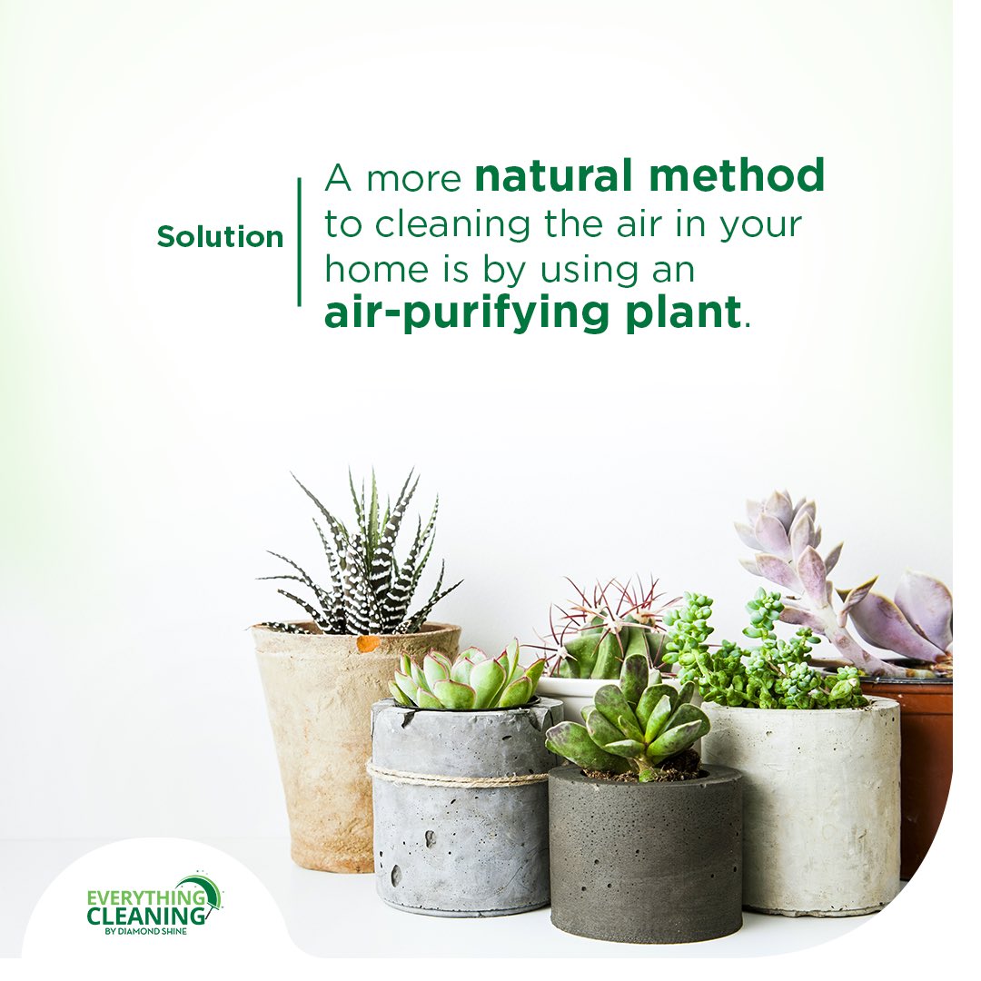 EcleaningNG's tweet photo. Though it may smell fresh after you spray your room, you're really only perfuming it rather than making it cleaner. Get an air-purifying plant instead.
#EverythingCleaning #CleaningProfessionals #CleaningProducts #CleaningExperts #Abuja #CleaningCompany #CleanNigeria #Nigeria https://t.co/KgacyYOHyw