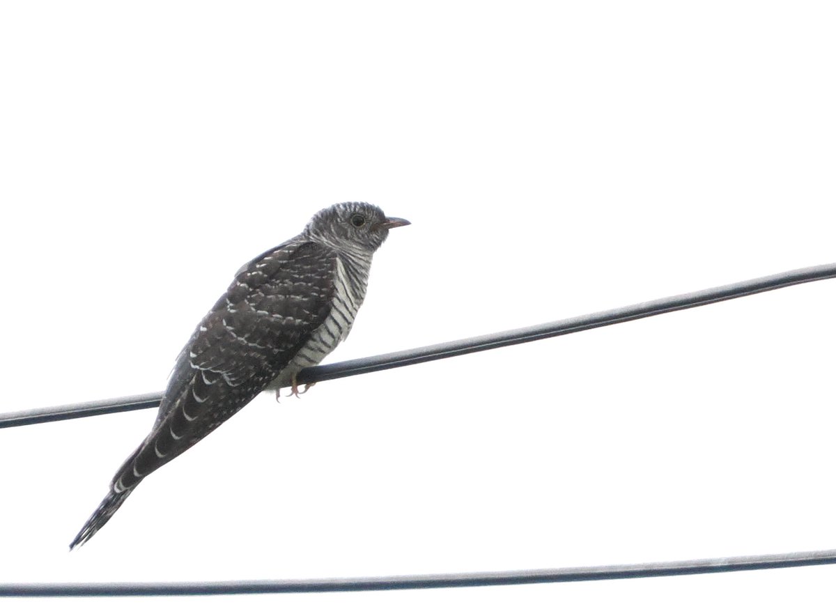 medibird97's tweet photo. 「ﾃｯﾍﾟﾝｶｹﾀｶ!」の鳴き声の後、割と遠くの電線の上にシュタッと降り立ったホトトギスさん😆
鳴いてくれないと正直判別に困る子（笑

#ホトトギス #LesserCuckoo 
#野鳥 #野鳥写真 https://t.co/AKIyYbEN1r