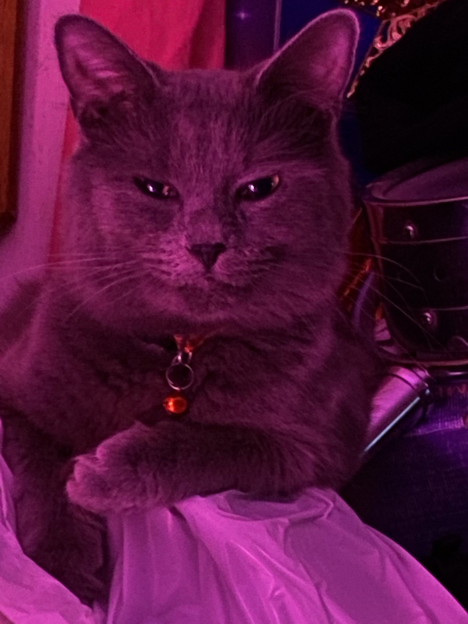 susan-mehfoud-on-twitter-my-humble-kitty-da-baby-https-t-co