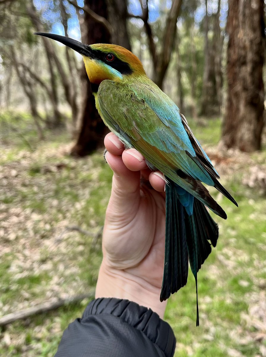 I was super excited to band my first Rainbow Bee-eater yesterday! Just look at those colours!

This bird is a male, btw. Females are duller and have shorter tail streamers.