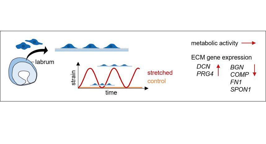 eCM_Journal's tweet photo. Physiological stretching induces a differential extracellular matrix gene expression response in acetabular labrum cells
S Huber, S Günther, E Cambria, M Leunig, SJ Ferguson
https://t.co/w7fRgVUvPu
#labrum #tissueremodelling #regeneration #mechanobiology #geneexpression https://t.co/icXPIHh8DR