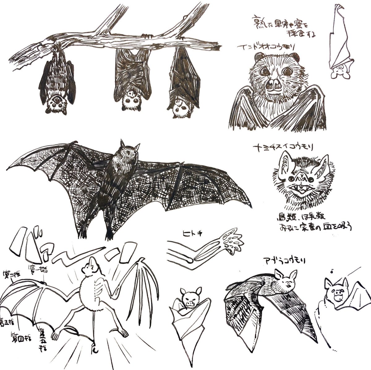 #inktober2022 #インクトーバー

3.BAT

全然描いた事なかったので練習です。 