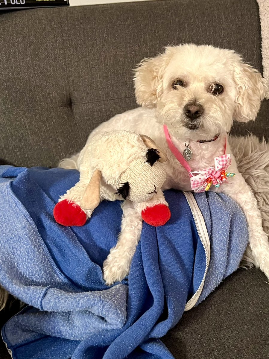 TheNotoriousNIK's tweet photo. Hey digital Fam, happy #monday: wishing you a positive & productive week, from your friends, “the mint“, “the chop“, and my #johnnycupcakes #hoodie which now needs a good wash, thanks to “the mint“ and to a lesser degree, “the chop” 🐶 🐑 #dogs #dogsoftwitter #dogslife #dogsofny https://t.co/jF1pPdRqqA