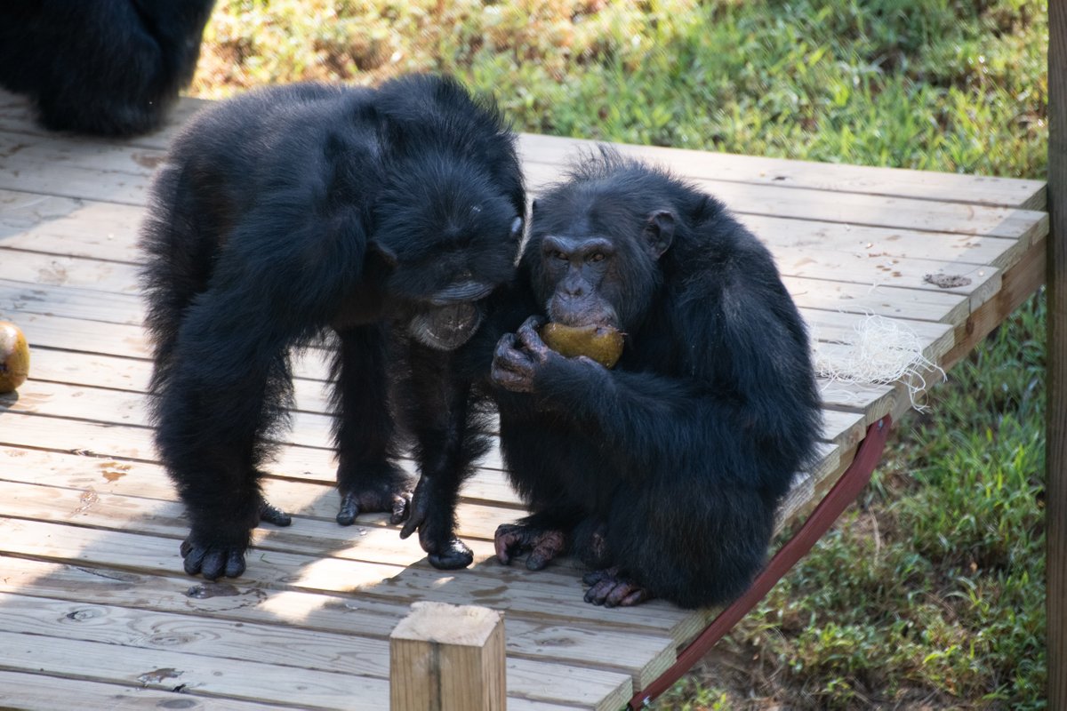 projectchimps's tweet photo. Happy 19th birthday to the twins #KevinChimp and #KeithChimp! Kevin and Keith are two of the newest chimps to arrive at the sanctuary. Although twins are rare in chimps, they are now the second set of twins to take residence here! They are usually found not far from each other. https://t.co/DIhrCLpPf7